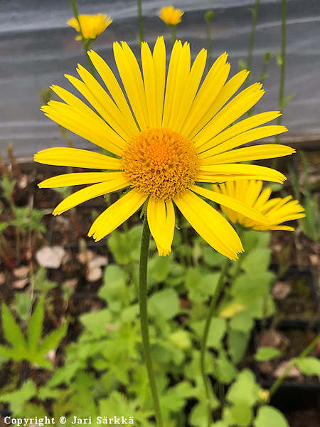 Doronicum plantagineum, isovuohenjuuri